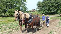 Na rodinné farmě Lukava v Jindřichovicích se sklízely brambory jen s pomocí rukou a koní.