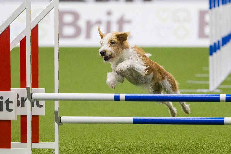 Poslední den Mistrovství světa v agility proběhl 8. října v Home Credit areně v Liberci. Na snímku je disciplína agility jednotlivců se středně velkými psy.