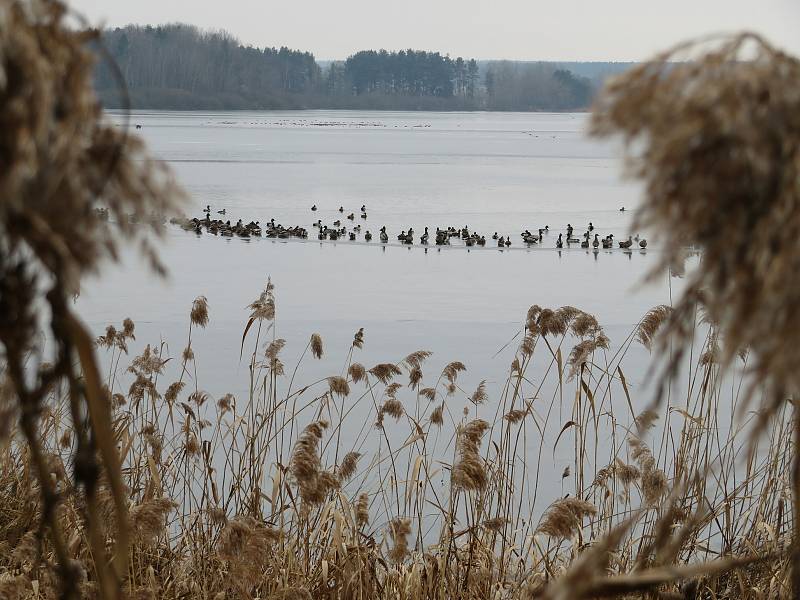 Na fotoaparát jsem zachytili asi nejčastější ptačí druhy, jako jsou volavky popelavé, kachny obecné, racek chechtavý a další.