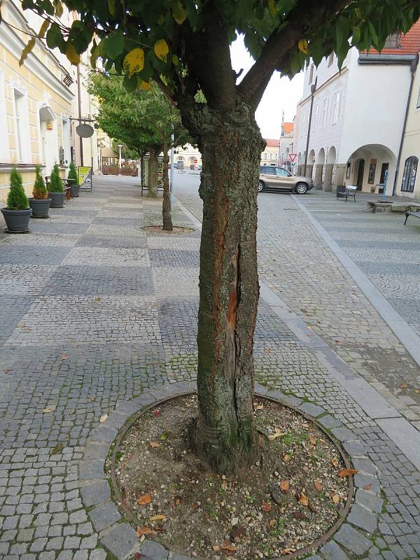 Sakury na náměstí a břízy v městském parku ve Slavonicích.