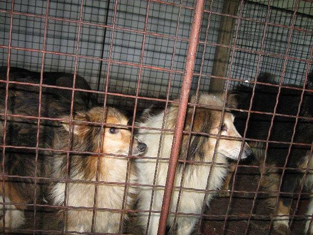 Psi zachránění z množírny v Dešné na Dačicku.