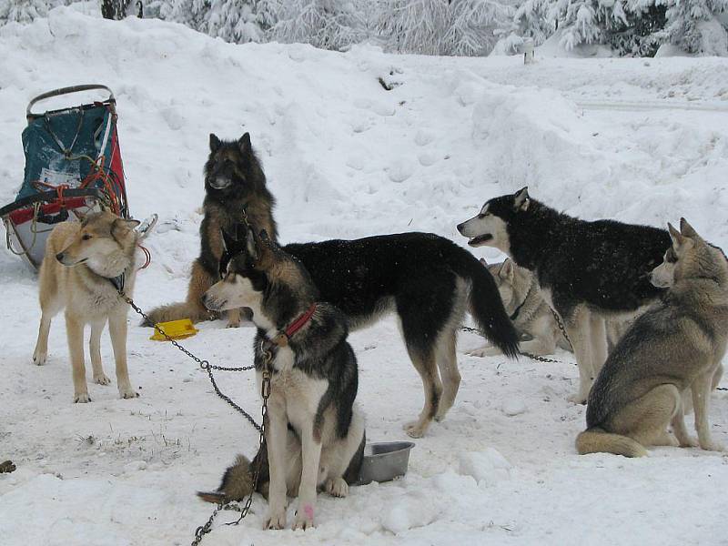 Sobotní závod psího spřežení Českou Kanadou. Start v Klášteře.