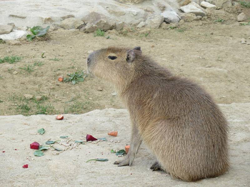 Velikonoce v Zoo Na Hrádečku.