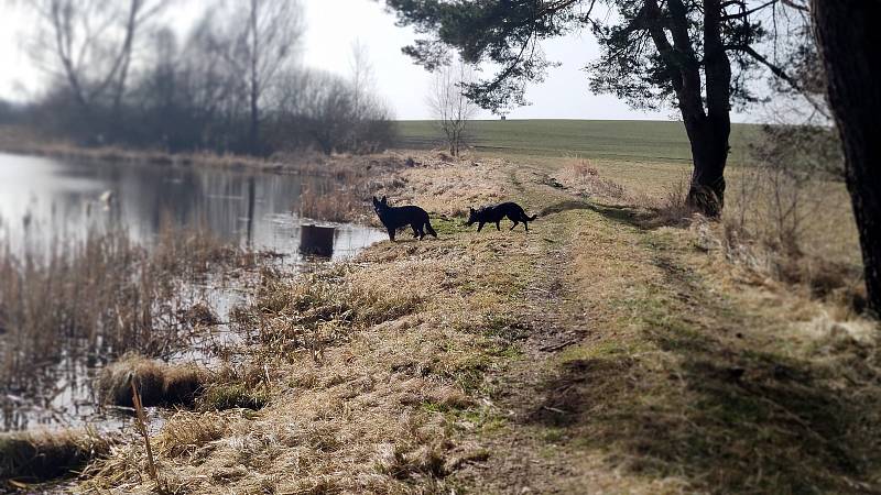 Slunečné dny "postrčily" směrem k jaru přírodu i v chráněném území přírodní památky Matenský rybník u Jindřichova Hradce.