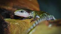 Zoo Na Hrádečku u Dolní Pěny na Jindřichohradecku se těší novým přírůstkům.