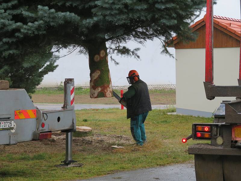 Jedli ojíněnou asi čtyřicet let starou věnovali městu Jindřichův Hradec soukromí majitelé z Mnichu u Kardašovy Řečice. Bylo to dědovo přání.