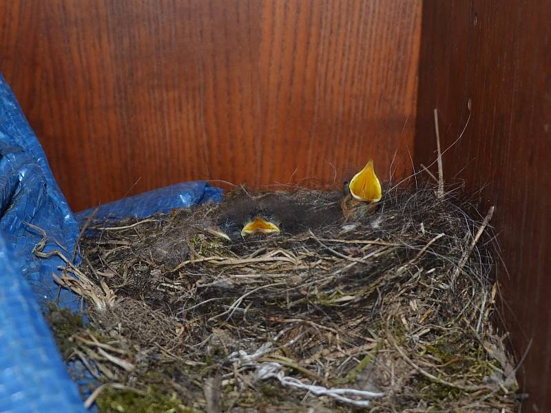 Boudu na nářadí na jindřichohradeckém kynologickém cvičišti obydleli malí opeřenci.