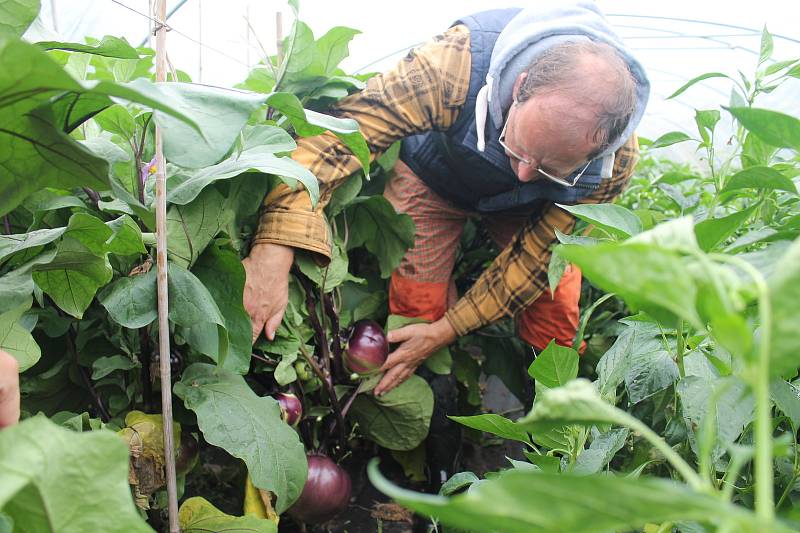 Petr Mastný z Doňova na Jindřichohradecku koncem srpna sklízí na farmě například rajčata, papriky, lilek, kapustu, brokolici a další zeleninu.