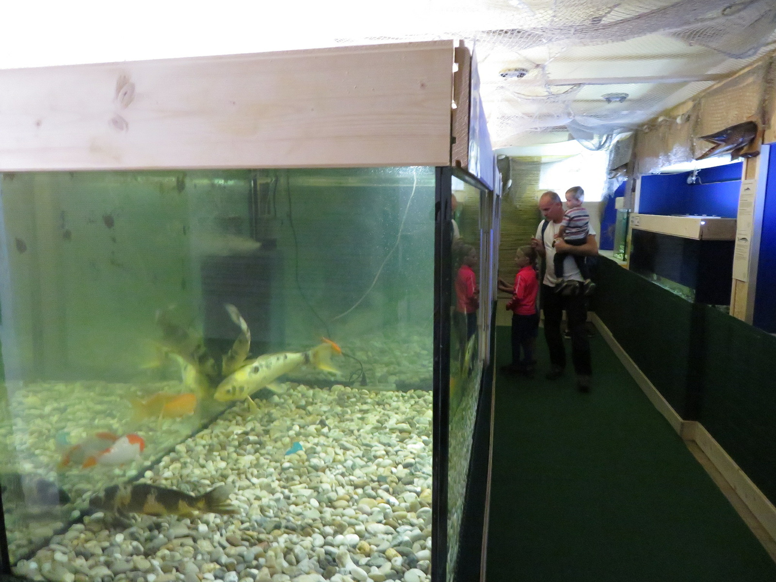 Akvária v Třeboni vás nechají nahlédnout do říše sladkovodních ryb -  Táborský deník