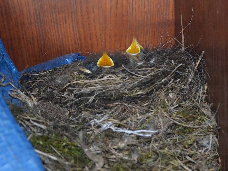 Boudu na nářadí na jindřichohradeckém kynologickém cvičišti obydleli malí opeřenci.