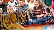 Jihočeští chovatelé z Parku exotických zvířat ze Dvorce u Borovan přivezli dětem v 5. základní škole v J. Hradci ukázat dvě sedmiměsíční mláďata tygra ussurijského a bengálského.