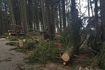 Profesionální hasiči z Jindřichova Hradce se v neděli nezastavili. Mimo jiné odstraňovali stromy spadlé na chaty v Jindřiši.