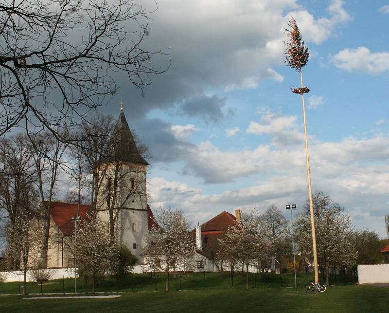 Májka v Lomnici nad Lužnicí na Farské louce.