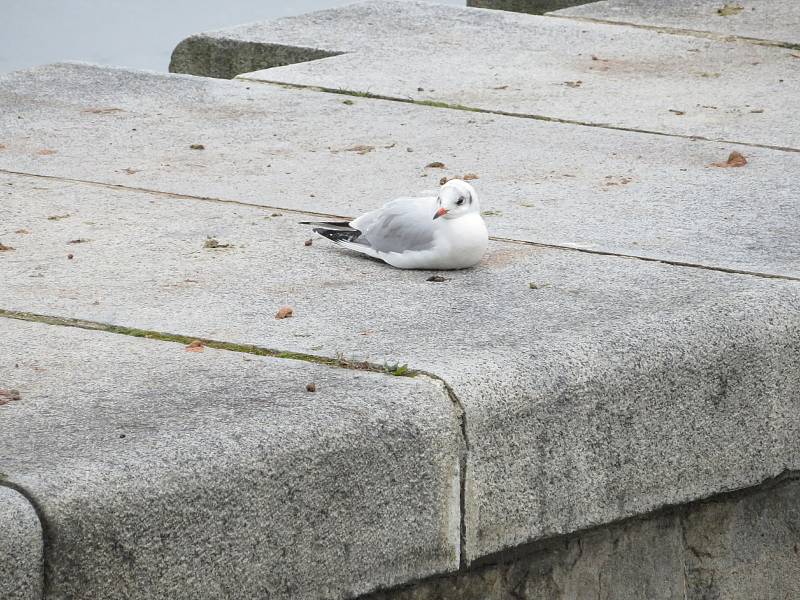 Na fotoaparát jsem zachytili asi nejčastější ptačí druhy, jako jsou volavky popelavé, kachny obecné, racek chechtavý a další.