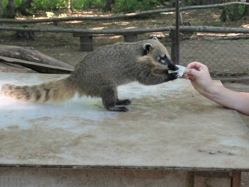  Nosál červený patří k oblíbeným zvířatům v rodinném Zooparku Na Hrádečku v Horní Pěně. Nad jeho dalším chovem visí nyní otazník. Na snímku je čtyřměsíční mládě s Romanou Albrecht Liškovou.