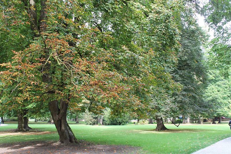 Léto je pryč. Na stromech se již objevuje barevné listí a dopoledne jsou vidět v parcích pavučiny. Příchod babího léta zažijete i například v třeboňském zámeckém parku.