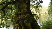 Staré duby hlídají rybníku u Chlumu u Třeboně