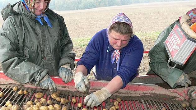 Na snímku třídí hlízy na kombajnu Jaroslava Matoušková (vlevo) a Magda Čeloudová.