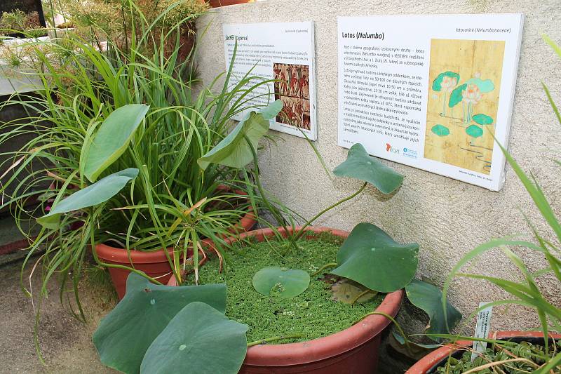 Skleníková výstava Vodní a masožravé rostliny z celého světa v Botanické zahradě Třeboň.