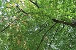 Léto je pryč. Na stromech se již objevuje barevné listí a dopoledne jsou vidět v parcích pavučiny. Příchod babího léta zažijete i například v třeboňském zámeckém parku.