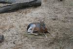 Pohádková zoo bavila děti i dospělé. Foto: Josef Böhm