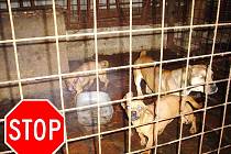 Množitele psů mohou zastavit především zájemci o levná štěňata. Když nebude poptávka, nepokvete ani obchod rádoby chovatelům. 