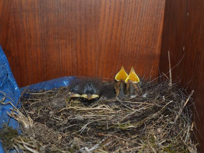 Boudu na nářadí na jindřichohradeckém kynologickém cvičišti obydleli malí opeřenci.