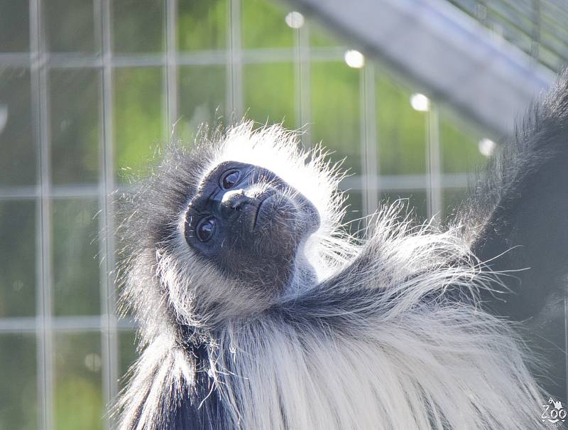 Zoo Na Hrádečku u Dolní Pěny na Jindřichohradecku se těší novým přírůstkům.