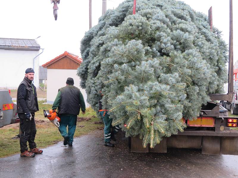 Dvanáctimetrová jedle ojíněná putovala v pondělí 22. listopadu z Mnichu u Kardašovy Řečice do centra Jindřichova Hradce. Ozdobí ji dvoukilometrový světelný řetěz.