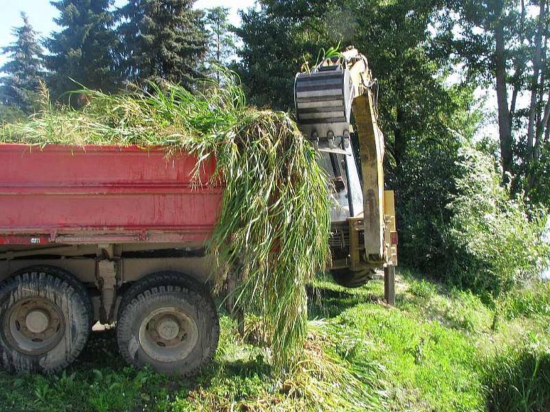 Odstraňování porostu rákosí u mostu přes Malý Vajgar v Jindřichově Hradci. 