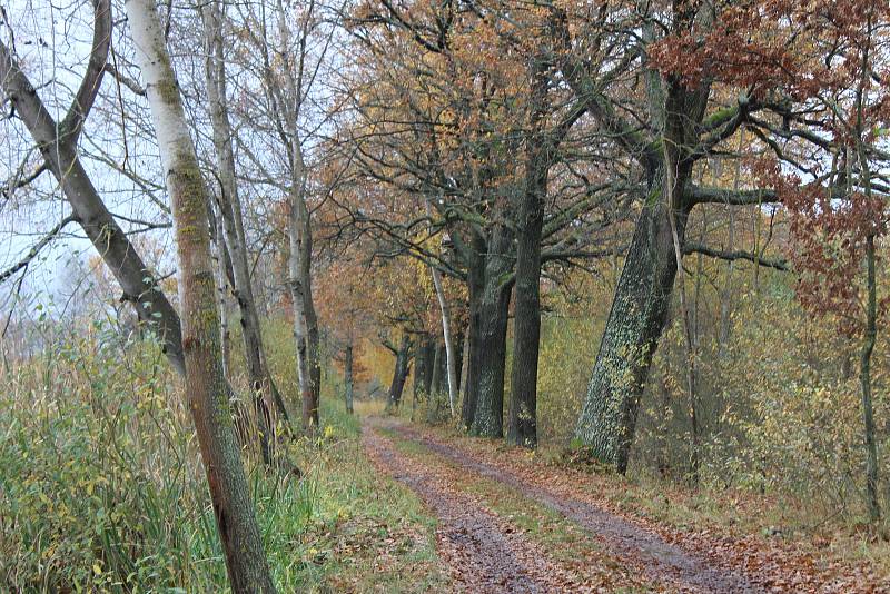 Romantickou krajinu tvoří Nadějská  rybniční soustava u obce Klec na Lomnicku.