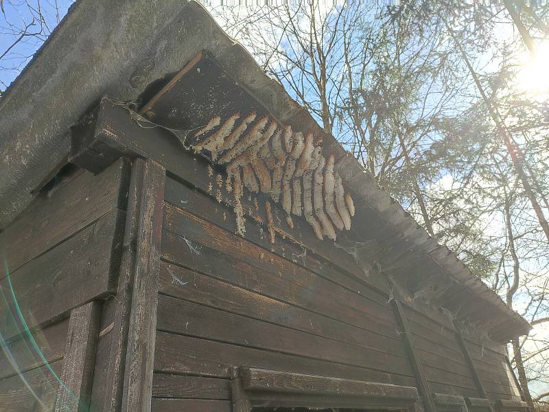 Opuštěného včelína nedaleko Jindřichova Hradce se včely nevzdaly.