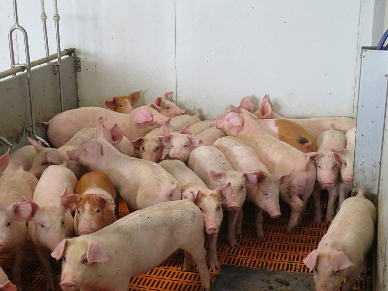 Výjezdní konference Svazu zemědělců ČR v Písečné na Jindřichohradecku a na farmě v Lhotici.