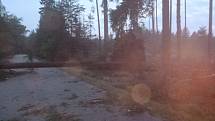 Hasiči v Suchdole nad Lužnicí museli zasahovat u popadaných stromů po bouřce z noci na pátek.