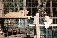 „Stát nestanovil jasná pravidla pro soukromé chovy lvů. Zvířata teď nesmí doplatit na lidskou neochotu domluvit se,“ říká veterinář Otakar Nesnídal.