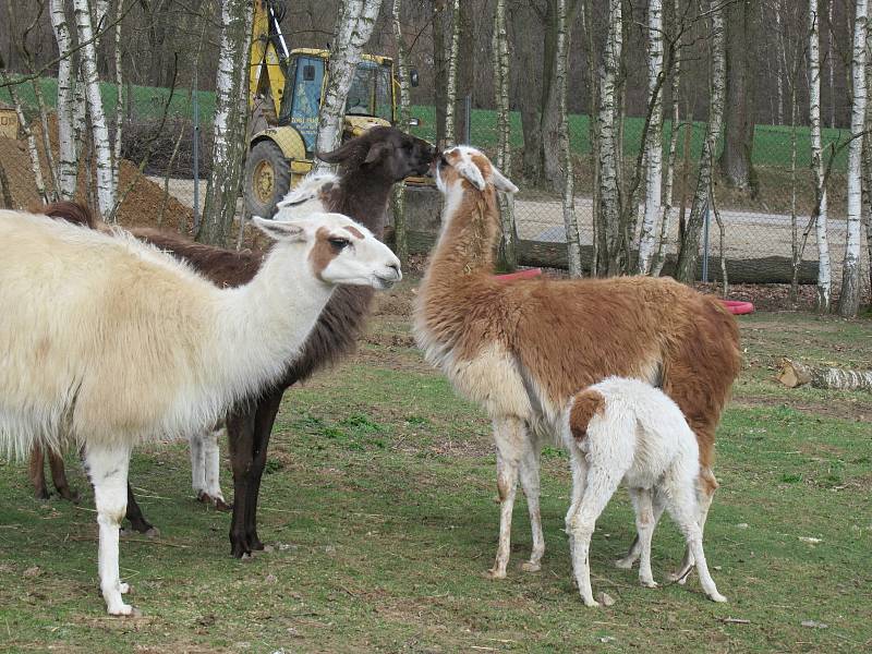 Velikonoce v Zoo Na Hrádečku.