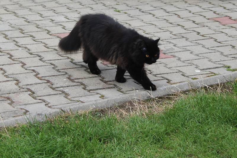 Z perských koček zůstal Kláře Nejedlé už jen černý Tedy. Je to prý velký kočičí krasavec.