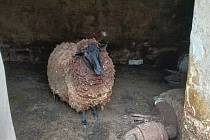 Ovce žily v nevhodných podmínkách bez dostatku jídla a vody.