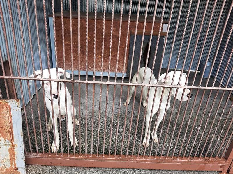 V malé obci na Jindřichohradecku došlo ve čtvrtek 1. července k odebrání 21 argentinských dog kvůli týrání. Psi žili v nevyhovujících podmínkách a byli podvyživení.