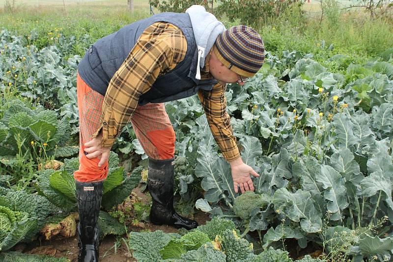 Petr Mastný z Doňova na Jindřichohradecku koncem srpna sklízí na farmě například rajčata, papriky, lilek, kapustu, brokolici a další zeleninu.