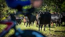 Mezinárodní tříetapový závod v silniční cyklistice RBB Tour zavedl peloton do malebných zákoutí území České Kanady, konkrétně do okolí Číměře, Popelína a Českého Rudolce. Foto: Jaroslav Svoboda/jsphoto.cz