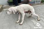V malé obci na Jindřichohradecku došlo ve čtvrtek 1. července k odebrání 21 argentinských dog kvůli týrání. Psi žili v nevyhovujících podmínkách a byli podvyživení.