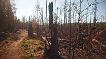 Pohled na ohněm zničený národní park je smutný.