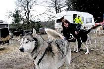 Na závod psích spřežení Českou Kanadou přijela se svými husky i Radka Novotná z Orlíku.