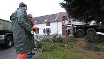 Jedli ojíněnou asi čtyřicet let starou věnovali městu Jindřichův Hradec soukromí majitelé z Mnichu u Kardašovy Řečice. Bylo to dědovo přání.