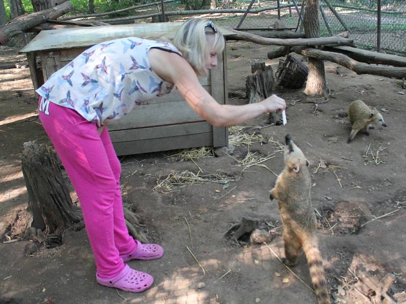  Nosál červený patří k oblíbeným zvířatům v rodinném Zooparku Na Hrádečku v Horní Pěně. Nad jeho dalším chovem visí nyní otazník. Na snímku je čtyřměsíční mládě s Romanou Albrecht Liškovou.
