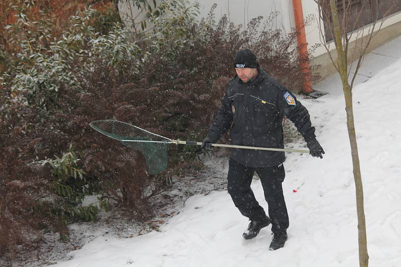 Odchyt lišky, která se kolem patnáctého poledníku toulala od úterního rána, nebyl pro zasahující policisty nikterak snadný.