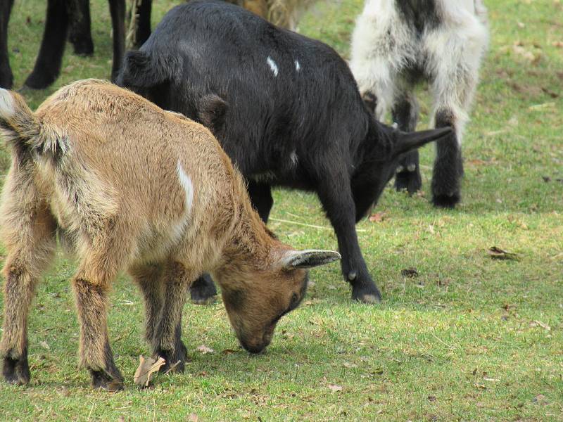 Velikonoce v Zoo Na Hrádečku.