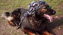 OCHRANA OČÍ.  Také domácí zvířata jsou vystavena vedrům. A třeba pro psy se již vyrábějí i sluneční brýle, i když tato čtyřnohá slečna to pojala v ležérním stylu.