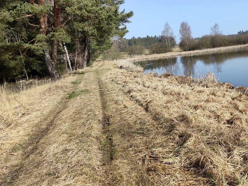 Slunečné dny "postrčily" směrem k jaru přírodu i v chráněném území přírodní památky Matenský rybník u Jindřichova Hradce.